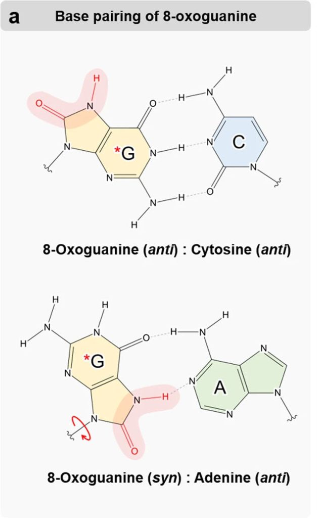 Structure of 8-oxoguanine paired with cytosine and adenine