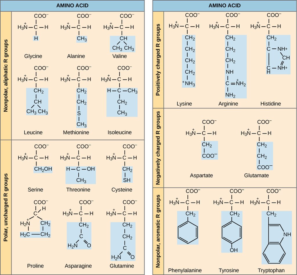 A table of the molecular structures of the 20 amino acids most commonly found in proteins. The table is organized to separate nonpolar amino acids, polar amino acids, positively charged amino acids, negatively charged amino acids, and nonpolar aromatic amino acids.