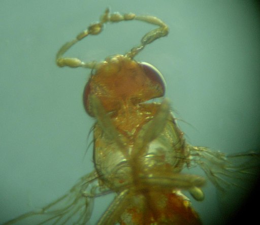 Fruit fly with legs instead of antennae