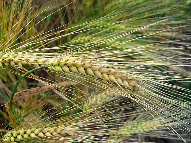 Close up photo of barley crop