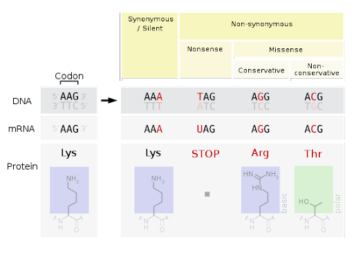 Examples of point mutations within the coding sequence of a gene. This figure shows DNA, mRNA, and protein sequence for a codon that has undergone a silent mutation, nonsense mutation, conservative missense, or non-conservated missense mutation.