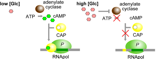 Comparison of CAP binding to the promoter under conditions of low and high glucose.