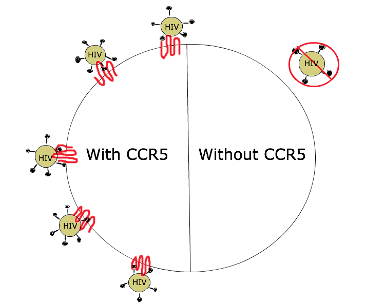 A diagram of a cell, depicted as a circle. The circle is divided in half. The left half has CCR proteins decorating the cell membrane, with HIV virus attached. On the right, there is no CCR5, and HIV cannot attach to the cell and cannot infect.