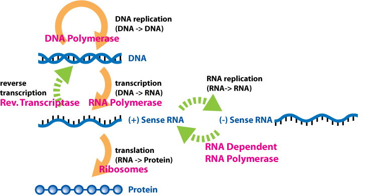 The Central Dogma of Molecular Genetics, with arrows indicating the flow of information from DNA, to RNA, to protein via the processes of replication, transcription, and translation.