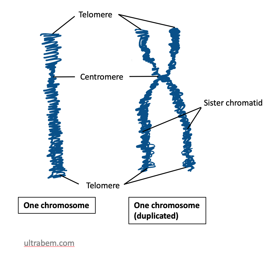 Chromosome diagram with telomeres and centromeres indicated. Source: Ultrabem.com, public domain.