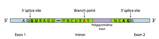 Diagram showing the consensus sequence for the 5' splice site (AG|GURAGU), branch point (YNCURAY), and 3' splice site (NCAG|G)
