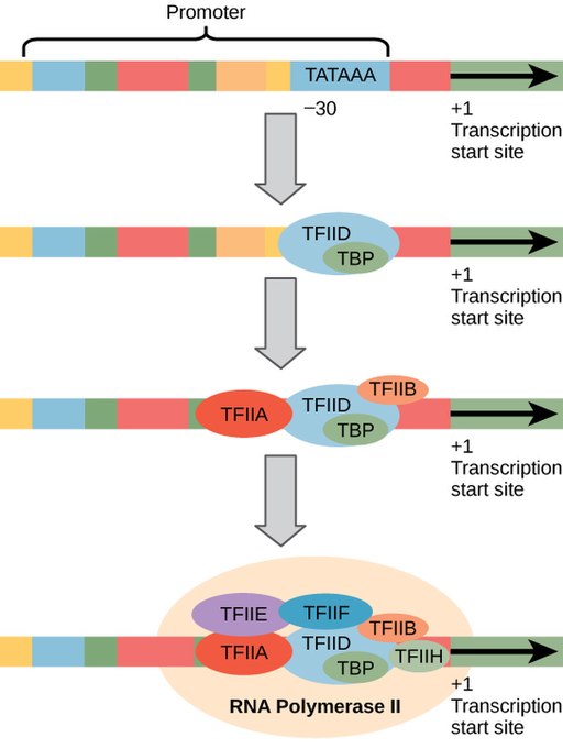 A multistep diagram of the assembly of the core transcription machinery. First, TFIID binds to the TATA box. Then TFIID is joined by TFIIA and TFIIB. Finally, the RNA Pol II joins along with TFIIE, TFIIF, and TFIIH.