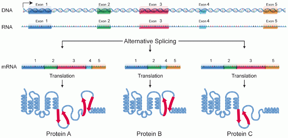 Diagram of alternative splicing, showing the DNA and pre-mRNA of a gene with 5 exons. On the left in the image, splicing includes all of the exons and produces a large version of the protein. In the middle. exon 3 is skipped, producing a protein missing a domain. On the right exon 4 is skipped, producing a protein missing a different domain.