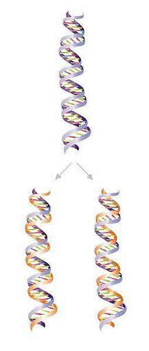 A DNA double helix on the top of the image has two purple strands, with arrows pointing to two more double helices on the bottom of the image. The bottom double helices each have one purple strand (old) and one orange strand (new), representing the semi-conservative nature of replication.