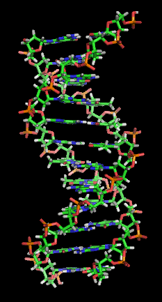 image of a double helix DNA