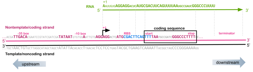 Diagram of a prokaryotic gene, with RNA sequence, nontemplate/coding sequence, and template/noncoding sequence shown. The consensus sequences for -35, -10, +1, RBS, start, stop, and terminator are highlighted in the nontemplate/coding sequence.