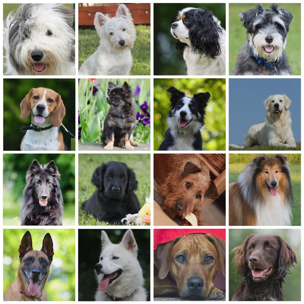 A collage of sixteen dogs with different coat colors and textures.
