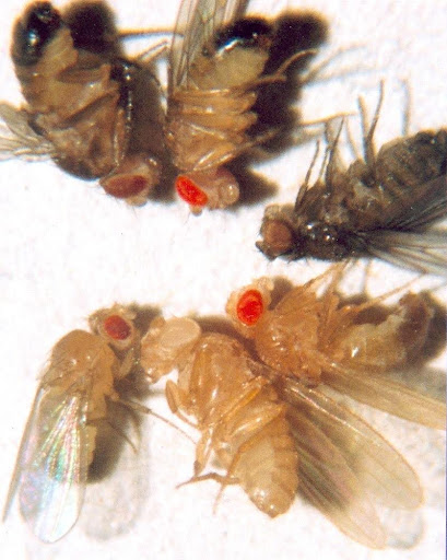 Drosophila with wild-type eye (left) and white eye (right).