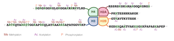 Diagram representing the tails of histones H2A, H2B, H3, and H4, with the amino acid sequence represented with single-letter code. Amino acids that are acetylated, methylated, or phosphorylated are indicated.