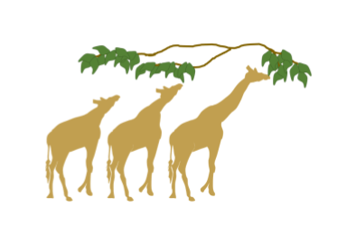 Cartoon silhouettes of three giraffes with increasing neck length reaching for tree leaves above their head.