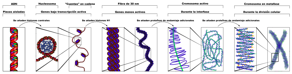 Naked DNA is wrapped around core histones to form nucleosomes. Nucleosomes appear as "beads on a string" of DNA under a microscope. The addition of histone H1 further compacts the nucleosomes, forming the 30nm fiber. Scaffolding proteins further compact the 30nm fiber, with chromosomes reaching their most compact stage during metaphase of mitosis.