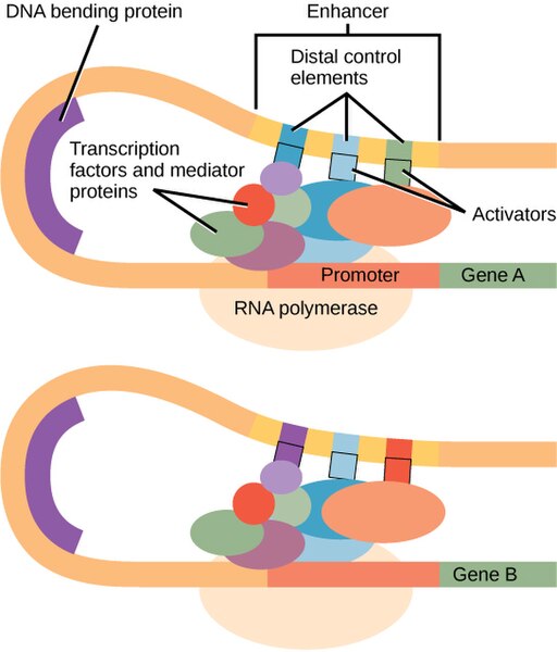 Diagram of DNA looping around the promoter of a eukaryotic gene, with transcription factors and mediator bridging the looped DNA. Two different genes are drawn. Each has different distal control elements as part of an enhancer.
