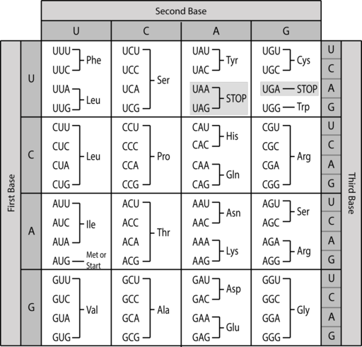 Codon table with all 64 possible codons and what they specify