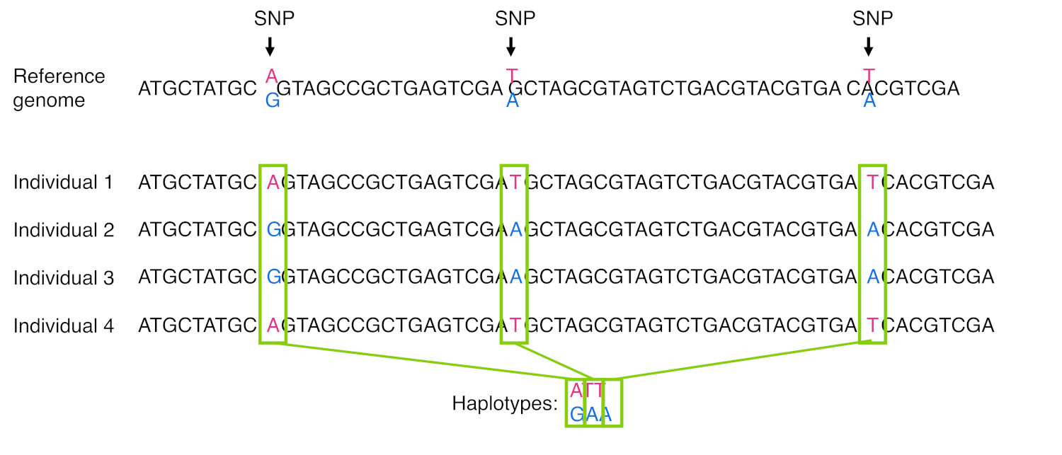 Comparison of a reference genome with four individual genome sequences. There are three SNP sites in the reference genome: SNP 1 can be A/G, SNP 2 can be T/A, SNP 3 can be T/A. The four individuals inherit one of two haplotypes: ATT or GAA. Other combinations of SNPs are not seen.