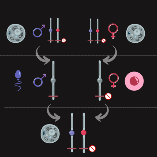 Image depicting the process of maternal imprinting. In the top panel, chromosome pairs from male and female parent are shown with the location of an imprinted gene indicated by a red horizontal hash mark. In the middle panel, each parent has donated one chromosome to the egg or sperm. All epigenetic marks are removed in the sperm, but the egg imprints its chromosome. In the bottom panel, this results in the zygote only expressing the imprinted gene from the paternal chromosome.