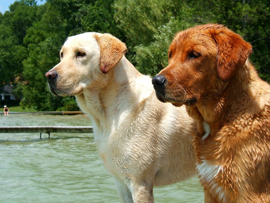 Two yellow Labrador retriever dogs, one cream colored and one red colored.