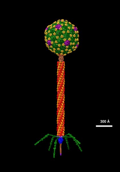 Artist's rendering of the structure of bacteriophage lambda