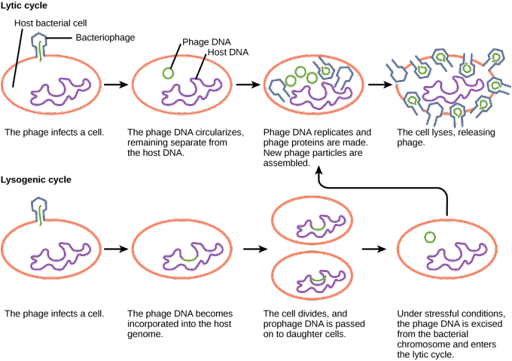 Comparison of the lytic and lysogenic cycles of bacteriophage growth. Top: the lytic cycle kills the host cell and releases more phage. Bottom: the lysogenic cycle results in the integration of the phage genome into the host genome.