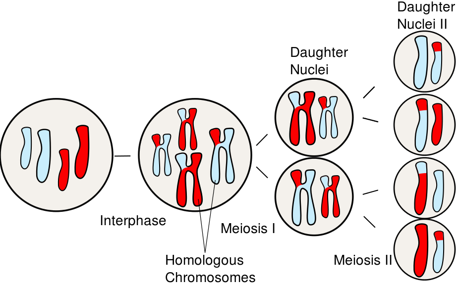 Diagram showing chromosomes of a cell during meiosis, with crossing over between homologous chromosomes shown, tracked through meiosis I and meiosis II.