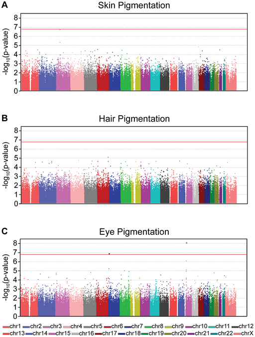 Example of three Manhattan plots for skin, hair, and eye pigmentation. Individual SNPs are plotted on the X axis arranged by their order on each chromosome, and the -log10(p-value) is plotted on the Y axis. Each SNP is represented by a dot. SNPs that show statistical significance for the phenotype appear as dots vertically separated from the remaining SNPs clustered and overlapping toward the bottom of the X axis. A red line indicates the threshold for statistical significance.