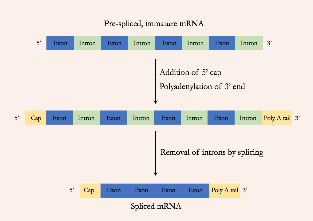 Diagram of a pre-mRNA, with the addition of a 5' cap and tail and the removal of introns.