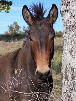 A photograph of a mule