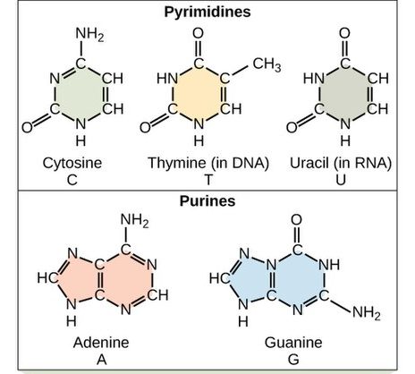 Five kinds of base are found in nucleotides. Two of these, adenine and guanine, are purine bases with two rings fused together. The other three, cytosine, thymine and uracil, have one six-membered ring.