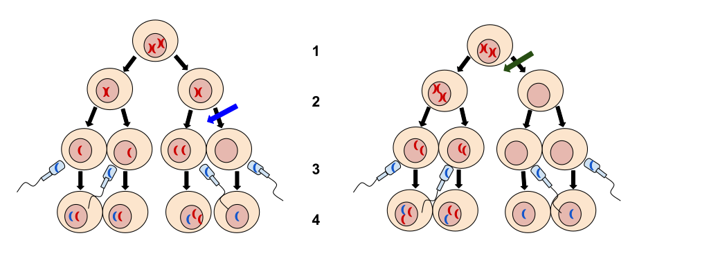 Diagram showing how nondisjunction can result in aneuploid products of meiosis.