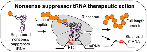 Diagram illustrating how an engineered nonsense suppressor tRNA carrying an amino acid can bind to a UAG stop codon within the ribosome. The amino acid it carries will be incorporated into the growing polypeptide, and the ribosome will read through the stop codon to complete the translation of the full protein.