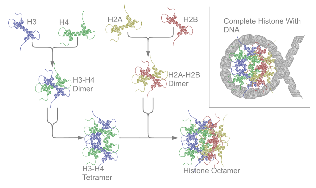 Two molecules each of histone proteins H2A, H2B, H3, and H4 are assembled into the histone octomer around which DNA winds to form a nucleosome.