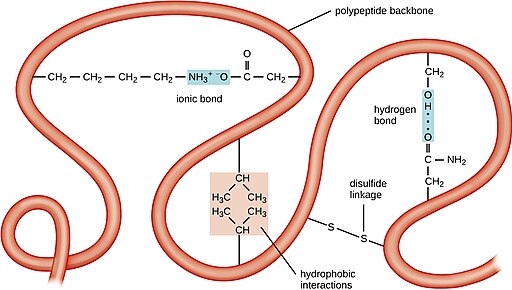Diagram showing the types of bonds that participate in protein folding: ionic, hydrogen, disulfide linkage, and hydrophobic interactions.