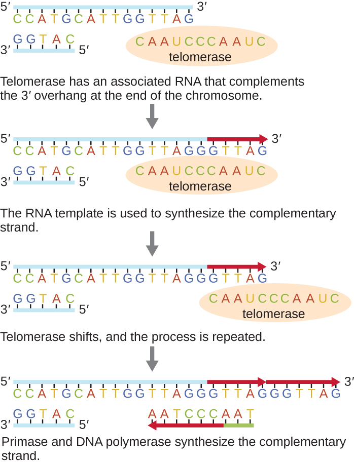 A multipart diagram of the mechanism of action of telomerase. The RNA component of telomerase forms base pairs with the gap at the end of the telomere. Telomerase uses its own RNA as a template to extend the overhang even farther. Primase and DNA polymerase can then make a new lagging strand fragment to fill in much of the gap.