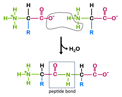 Diagram of peptide bond formation, with a circle around the atoms lost in the condensation reaction of peptide bond formation.