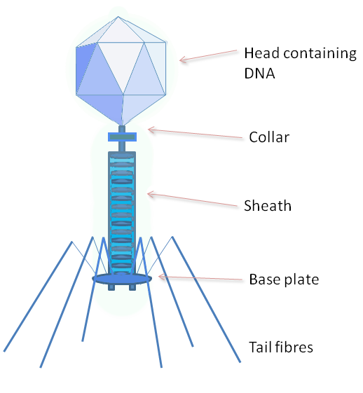 Cartoon of bacteriophage structure.