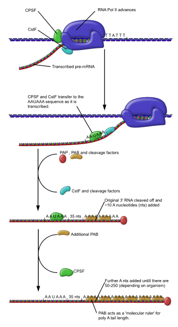 Eukaryotic transcription – Chromosomes, Genes, and Traits: An ...