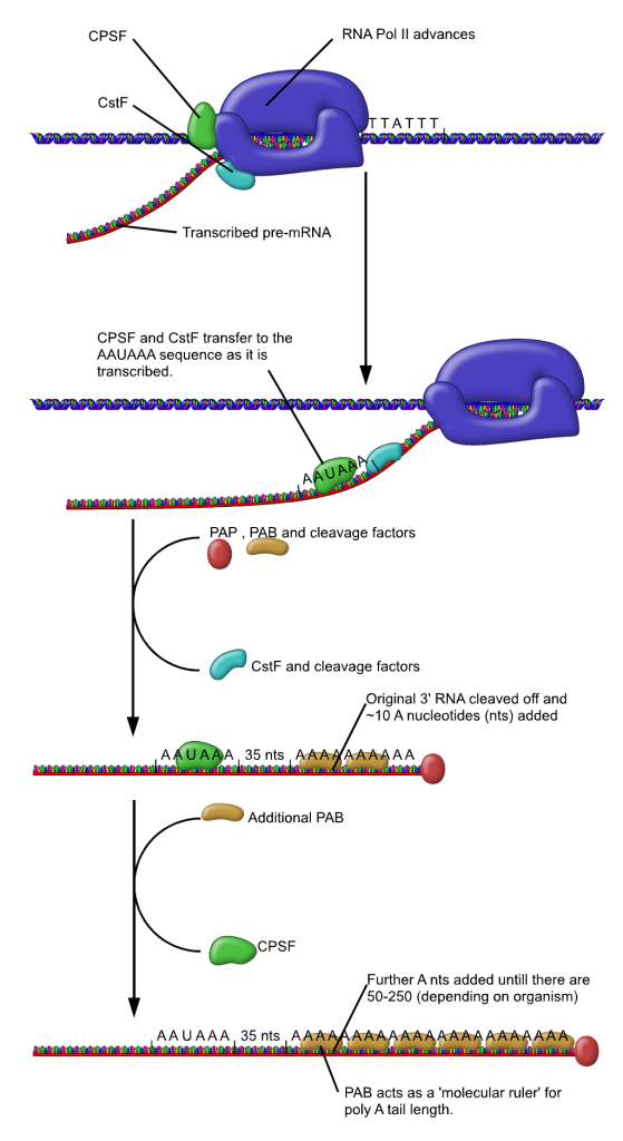 Diagram of the process of polyadenylation, with the polymerase transcribing along DNA and the transcribed pre-mRNA extending outward. CstF and CPSF are transferred to the RNA at the AAUAAA consensus. The RNA is cleaved downstream of the AAUAAA and additional A nucleotides added. The polymerase continues to transcribe and rat1 exonuclease breaks down the remainder of the RNA.