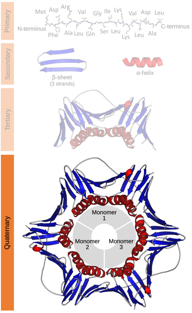 Diagram showing primary structure is a length of amino acids. Secondary structure of beta sheet and alpha helix is depicted as a ribbon diagram. Tertiary structure shows the structure of a polypeptide that includes alpha and beta sheets. Quaternary structure includes three monomeric subunits forming a full protein structure.
