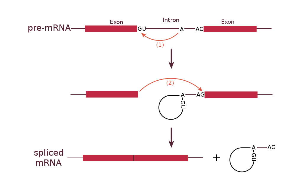 Diagram of RNA splicing. The pre-mRNA is shown at the top of the image, with an arrow drawn from the branch point A to the 5' end of the intron to show bond formation. In the middle of the image is the intron has formed a lariat, and an arrow from the 3' end of the first exon to the 5' end of the second exon indicates bond formation. In the bottom of the image is the spliced mRNA and the intron released as a lariat structure.
