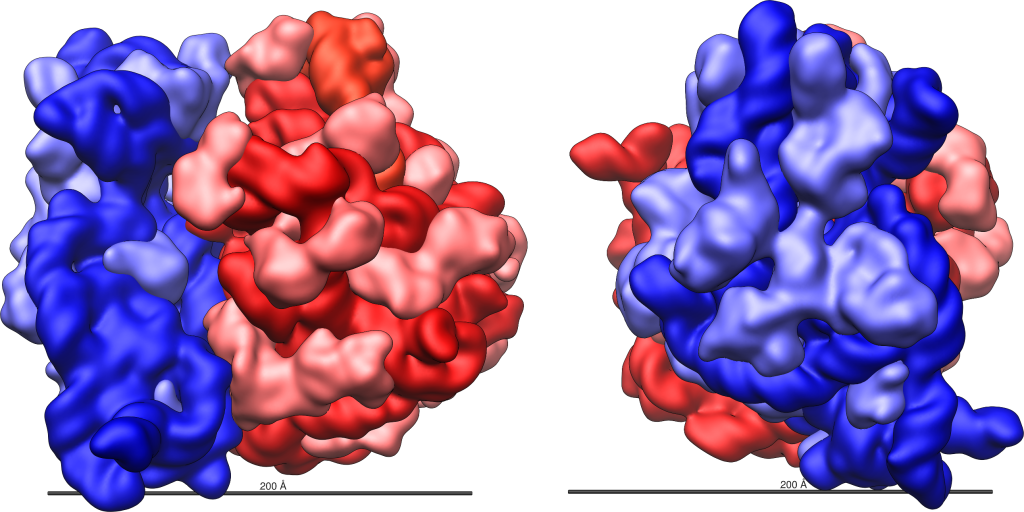 Molecular structure of the E coli ribosome, with large subunit colored red and the small subunit colored blue.