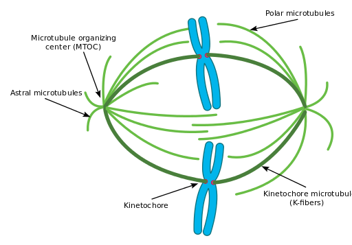 Diagram of a mitotic spindle. Two replicated chromosomes are drawn in blue. They are connected to spindle proteins (green) via kinetochore proteins (pink) at the centromeres.The spindle microtubules are star-shaped projections growing out of the microtubule organizing center.