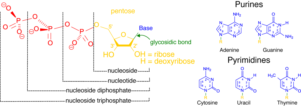 The chemical structure of a nucleotside triphosphate is drawn, color coded to highlight the phosphates (red), sugar (yellow) and base (blue). A glycosidic bond connects the base to the sugar. The base and sugar together are a nucleoside. The addition of one or more phosphates makes it a nucleotide.