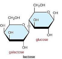 Structure of lactose, a disaccharide of glucose and galactose