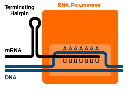 Diagram of a rho-independent terminator, with the stem-loop of the terminator adjacent to a stretch of A/U basepairs between the RNA and the template DNA.