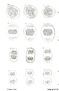 A drawing of the stages of cell division from 1882