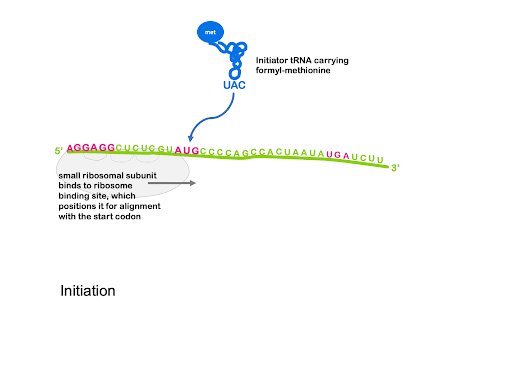 Animated gif showing the processes of translation initiation, elongation, and termination.